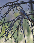 Western Bluebird 2338